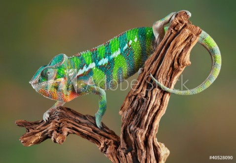 Picture of Panther Chameleon